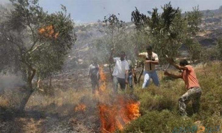 أرقام تكشف الحقيقة.. ماذا وراء حرب الاحتلال على الزيتون الفلسطيني؟