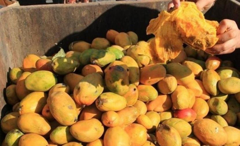 إتلاف 630 كيلوغراماً من المانجا غير الصالحة في ضبطين منفصلين بخان يونس