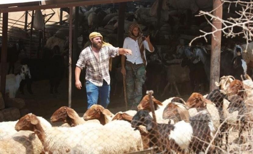 نفوق 20 رأس غنم وماعز بهجوم مستوطنين في كفر مالك