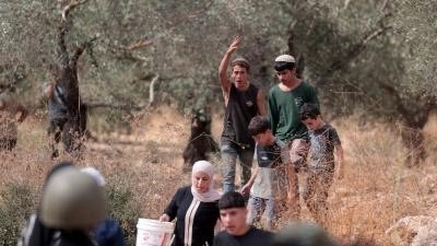 تحريم شراء زيت الزيتون من المستوطنين بفتوى فلسطينية